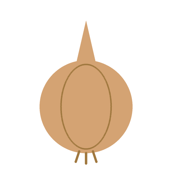 Zwiebel